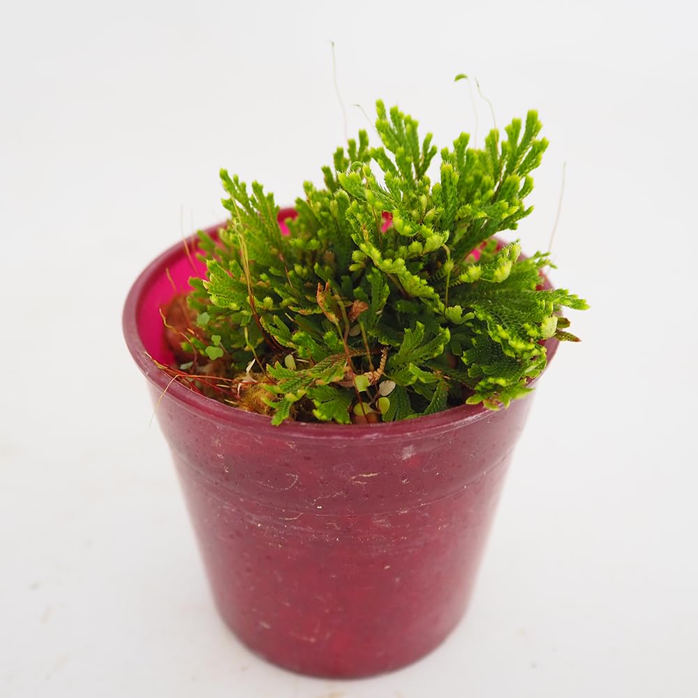 Amazon｜ITANSE イワヒバ 大王閣 2.5号 1個売り 山野草 シダ植物